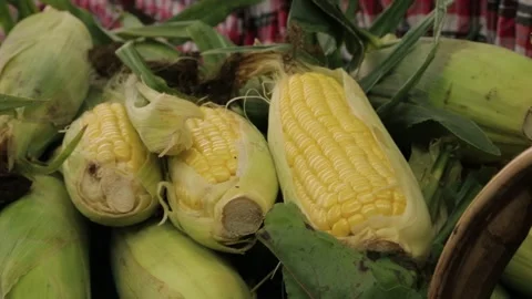 Fresh Corn Cobs on Display at Outdoor Market Stall in Sydney, Australia Stock Footage 345708327