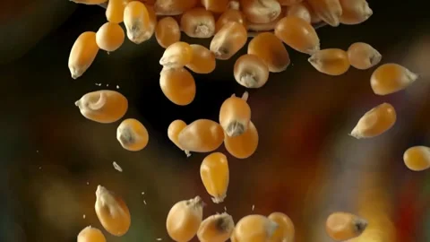 Fresh corn cobs falling closeup slow motion agriculture seed 4k corn backgrou Stock Footage 270466178
