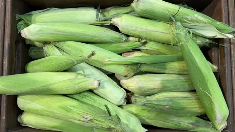 Fresh corn cobs in green husks piled in wooden crate, farm produce Video stock 343410579