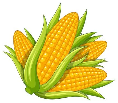 Fresh Corn Cobs with Green Husks Vector Illustration Stock Illustration