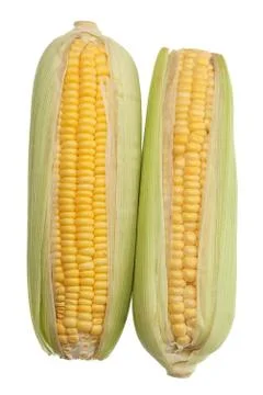 Fresh corn cobs isolated Stock Photos