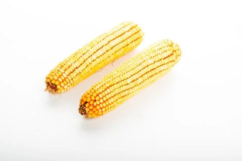 Fresh corn cobs isolated in white Stock Photos