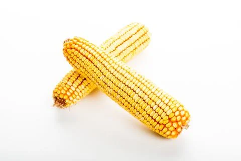 Fresh corn cobs isolated in white Stock Photos