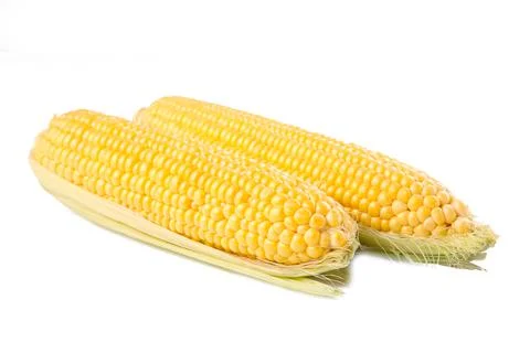Fresh corn on cobs isolated on white Stock Photos