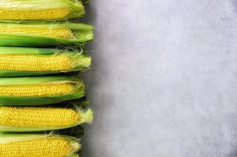 Fresh corn on cobs on light grey concrete background, closeup, top view, copy Stock Photos