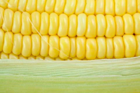 Fresh corn cobs Stock Photos