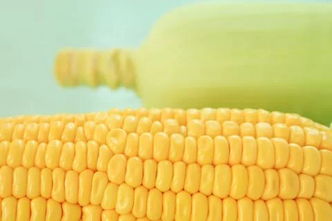 Fresh corn cobs Stock Photos