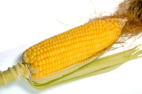 Fresh corn cobs Фото