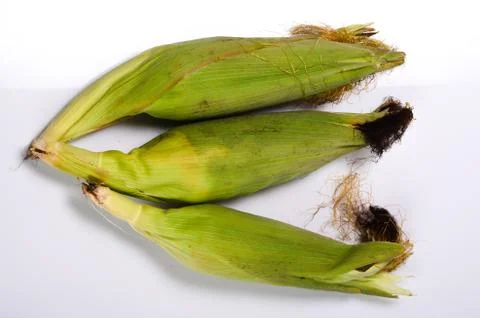 Fresh corn cobs Stock Photos