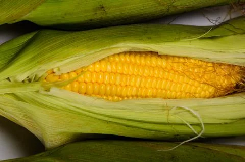 Fresh corn cobs Фото