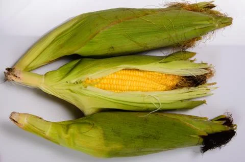 Fresh corn cobs Фото