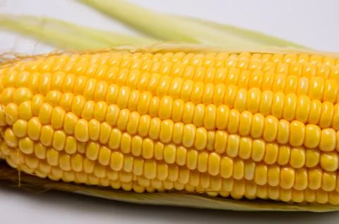 Fresh corn cobs Stockfoto's