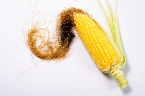 Fresh corn cobs 写真素材