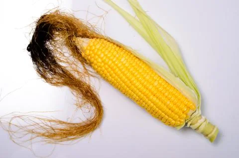 Fresh corn cobs Stock-Fotos