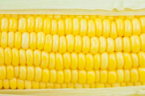 Fresh corn cobs Stock Photos