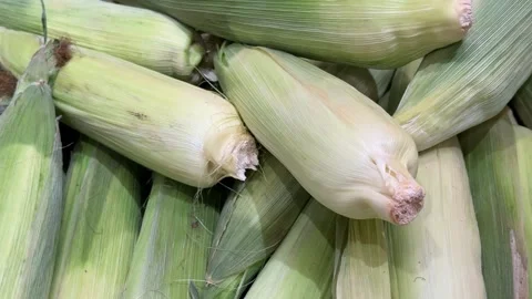 Fresh corn cobs piled closely together with husks, ideal for agricultural c.. Stock Footage 340194433