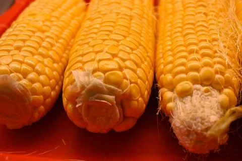 Fresh corn cobs on a red surface Fotos de archivo