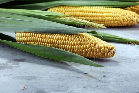 Fresh corn on cobs on rustic stone table. Stock Photos