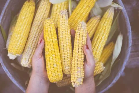 Fresh corn on cobs on rustic wooden table, closeup Stock Photos