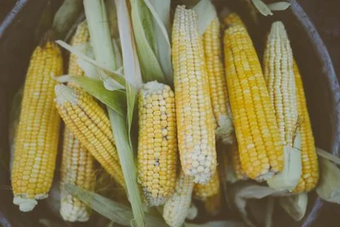 Fresh corn on cobs on rustic wooden table, closeup Stock Photos