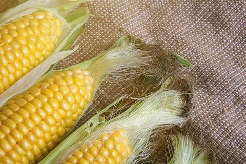 Fresh corn on cobs on rustic wooden table, closeup, Foto stock