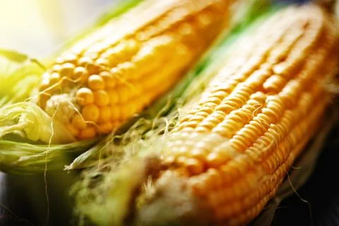 Fresh corn on cobs on rustic wooden table, closeup. Harvest Festival. Autumn Stock Photos