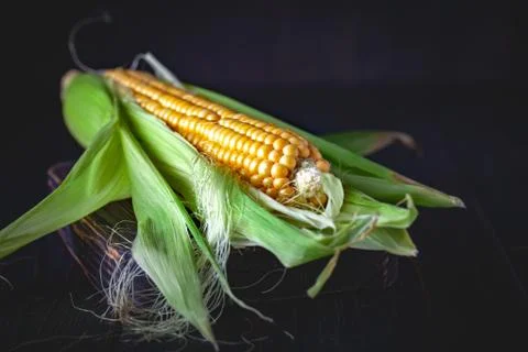 Fresh corn on cobs on rustic wooden table, closeup. Harvest Festival. Autumn Foto stock