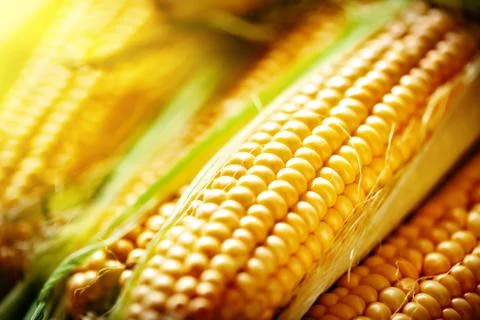 Fresh corn on cobs on rustic wooden table, closeup. Harvest Festival. Autumn Foto stock