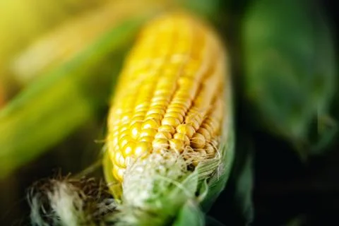 Fresh corn on cobs on rustic wooden table, closeup. Harvest Festival. Autumn Foto stock