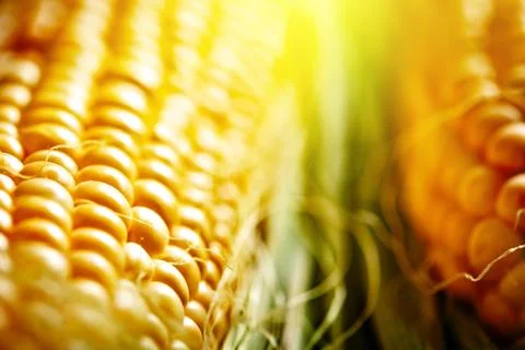 Fresh corn on cobs on rustic wooden table, closeup. Harvest Festival. Autumn Foto stock