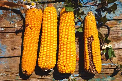 Fresh corn on cobs on rustic wooden table, closeup Foto stock