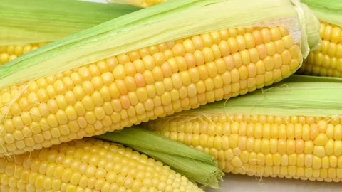 Fresh corn on cobs on the table Stock Footage 280074895