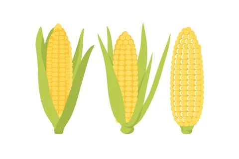 Fresh Corn Cobs Vector Illustration – Organic Maize with Green Husks Stock Illustration