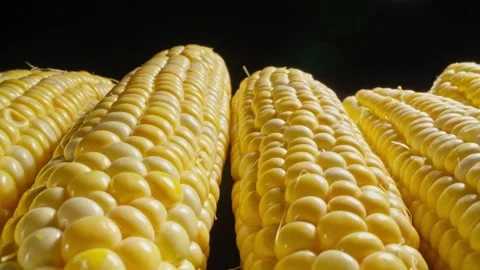 Fresh corn cobs with vibrant yellow kernel in stunning detail at dark background Stock Footage 291436452