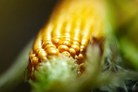 Fresh corn on cobs on wooden table, closeup. Selective focus. Foto stock