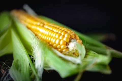 Fresh corn on cobs on wooden table, closeup. Selective focus. Stock Photos