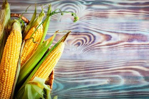 Fresh corn on cobs on wooden table, closeup. Background with copy space. Sele Foto stock