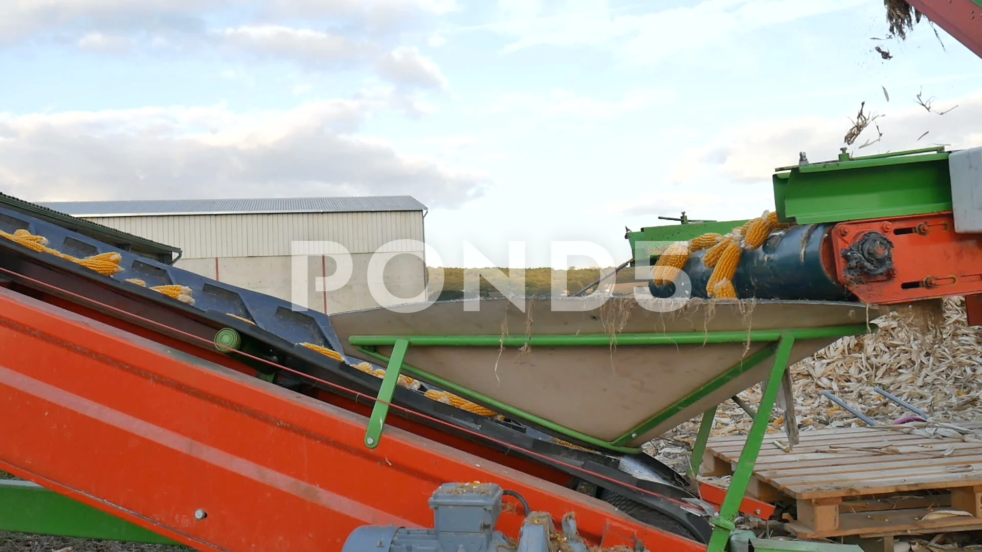Fresh corn on conveyor belt at the 