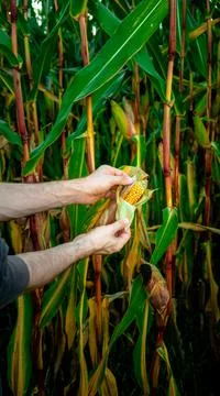 Fresh corn on a corn field. Stock Photos