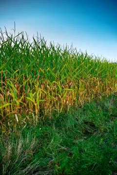 Fresh corn on a corn field. Stock Photos