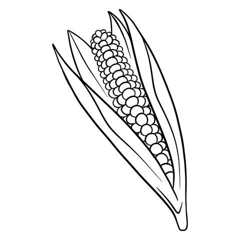 Fresh corn. Corn in the leaves. Vegetable ingredient for the kitchen. Stock Illustration
