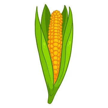 Fresh corn. Corn in the leaves. Vegetable ingredient for the kitchen. Stock Illustration
