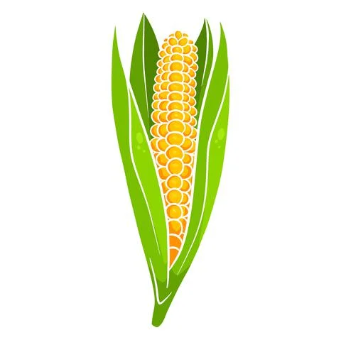 Fresh corn. Corn in the leaves. Vegetable ingredient for the kitchen. Stock Illustration