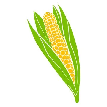Fresh corn. Corn in the leaves. Vegetable ingredient for the kitchen. Stock Illustration