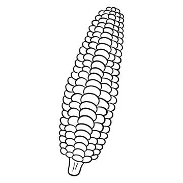 Fresh corn. Corn peeled from leaves. Vegetable ingredient for the kitchen. Stock Illustration