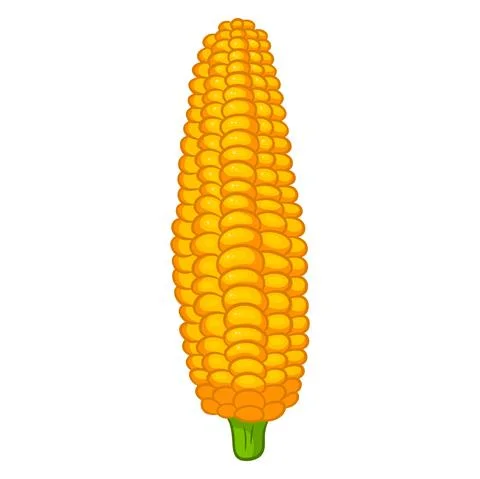 Fresh corn. Corn peeled from leaves. Vegetable ingredient for the kitchen. Stock Illustration
