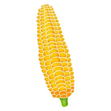 Fresh corn. Corn peeled from leaves. Vegetable ingredient for the kitchen. Stock Illustration