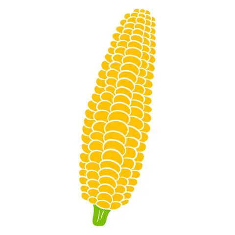 Fresh corn. Corn peeled from leaves. Vegetable ingredient for the kitchen. Stock Illustration