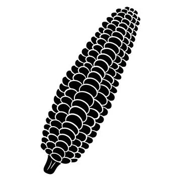 Fresh corn. Corn peeled from leaves. Vegetable ingredient for the kitchen. Stock Illustration