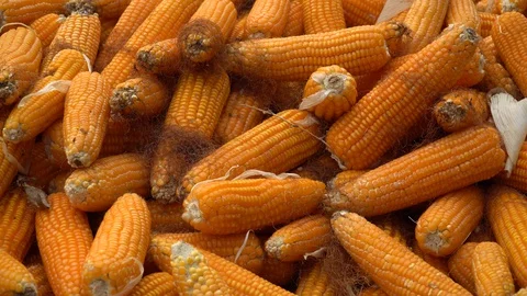 Fresh corn is dried under the light of sun. Stock Footage 128215856